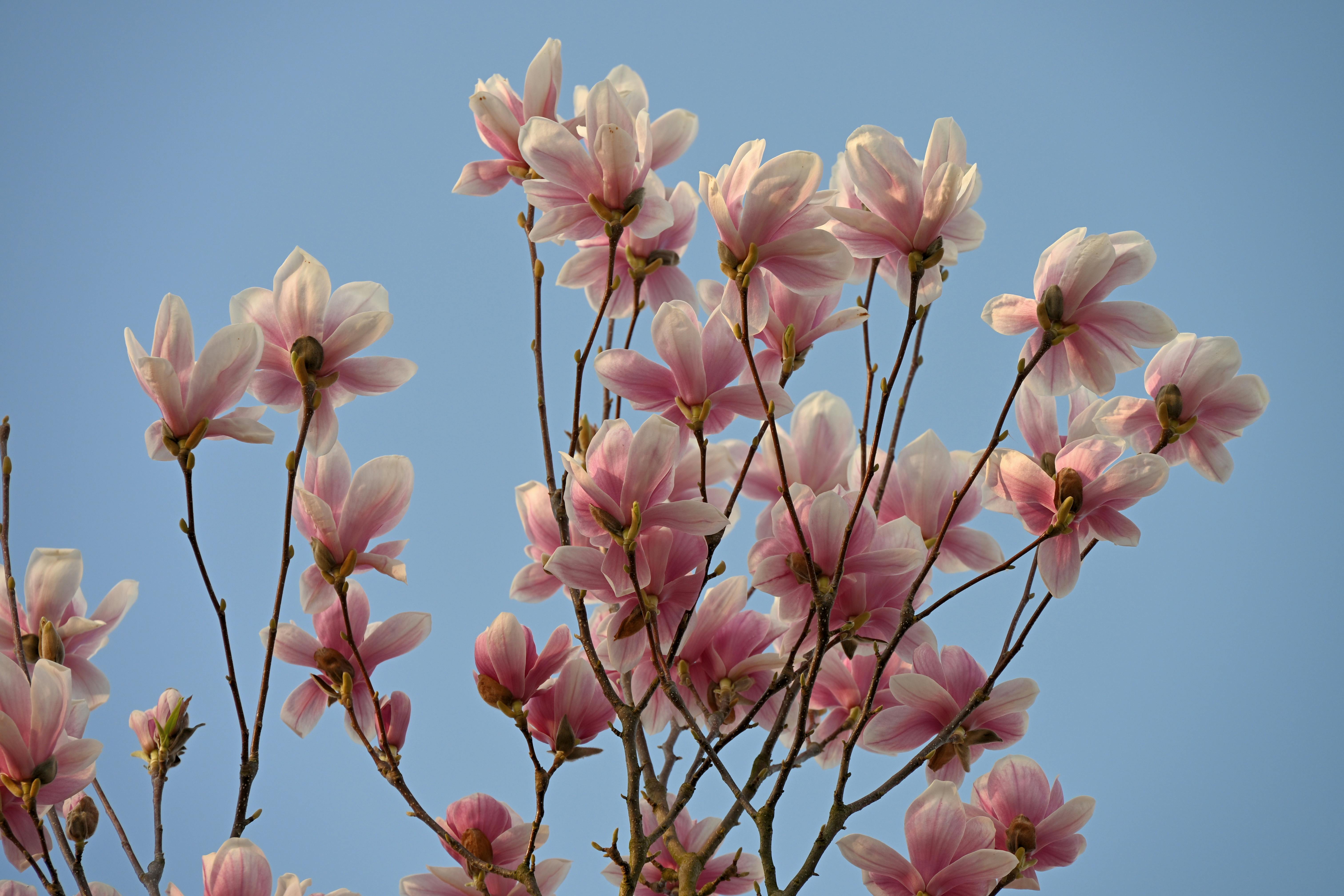 Magnolia’s AAA Hobbies To Close 2026 (Second Half). Iconic Hobby- Craft Emporium — Photo by Mario Vogt on Pexels