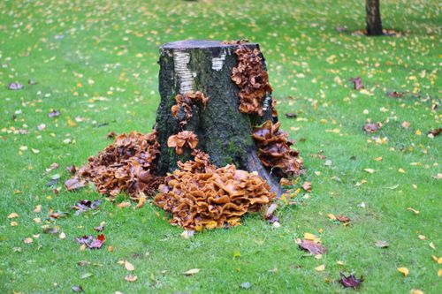 Free Brown mushrooms growing on a tree stump in a grassy area during fall in England. Stock Photo