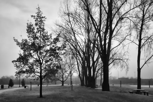 Free Serene black and white park scene with bare trees on a misty winter day. Stock Photo