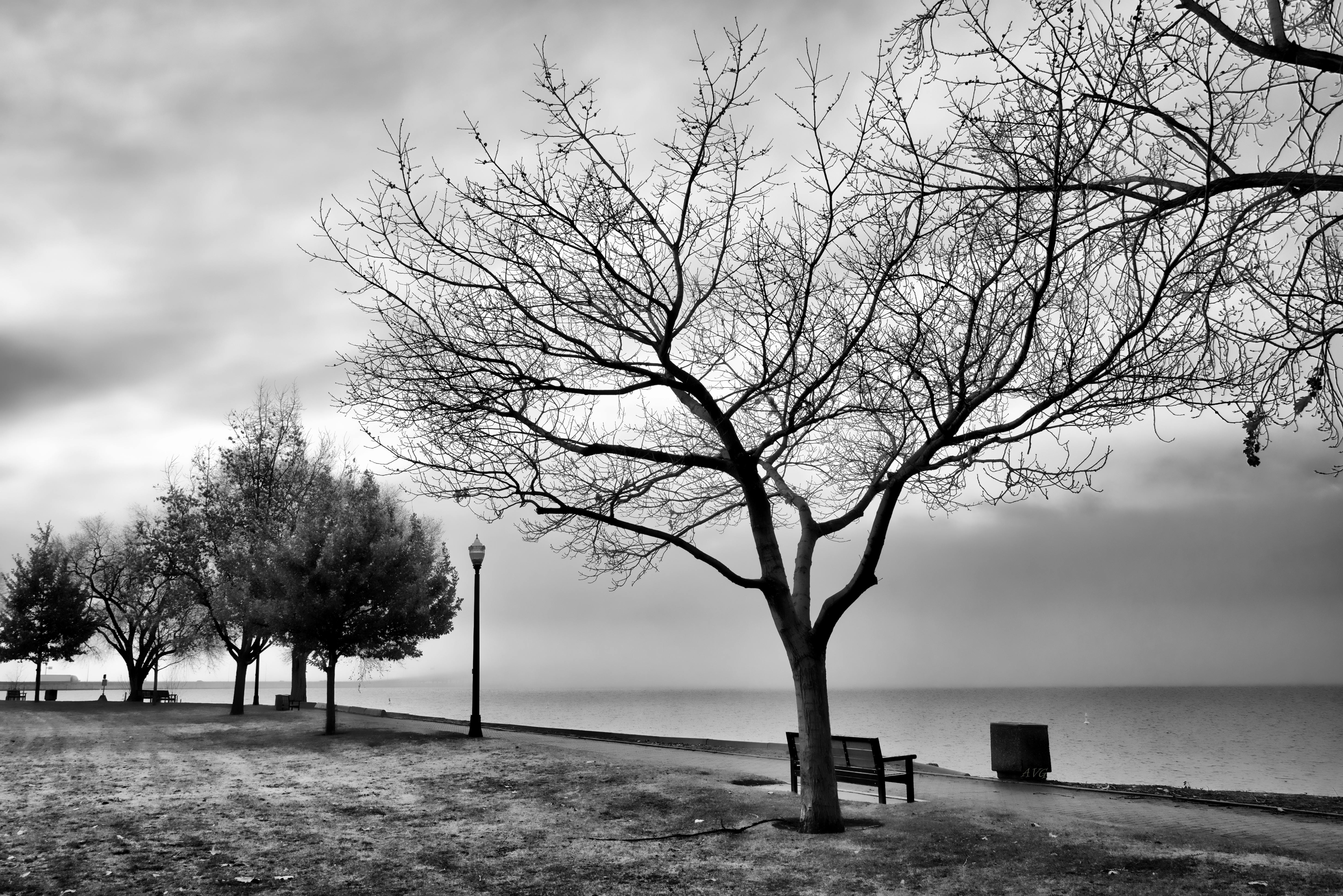 Ücretsiz Su kenarındaki bir park bankının yanındaki ağaçların sakinleştirici siyah beyaz fotoğrafı. Stok Fotoğraflar