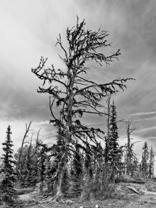 Free Black and white photo of a solitary tree against a moody sky. Stock Photo