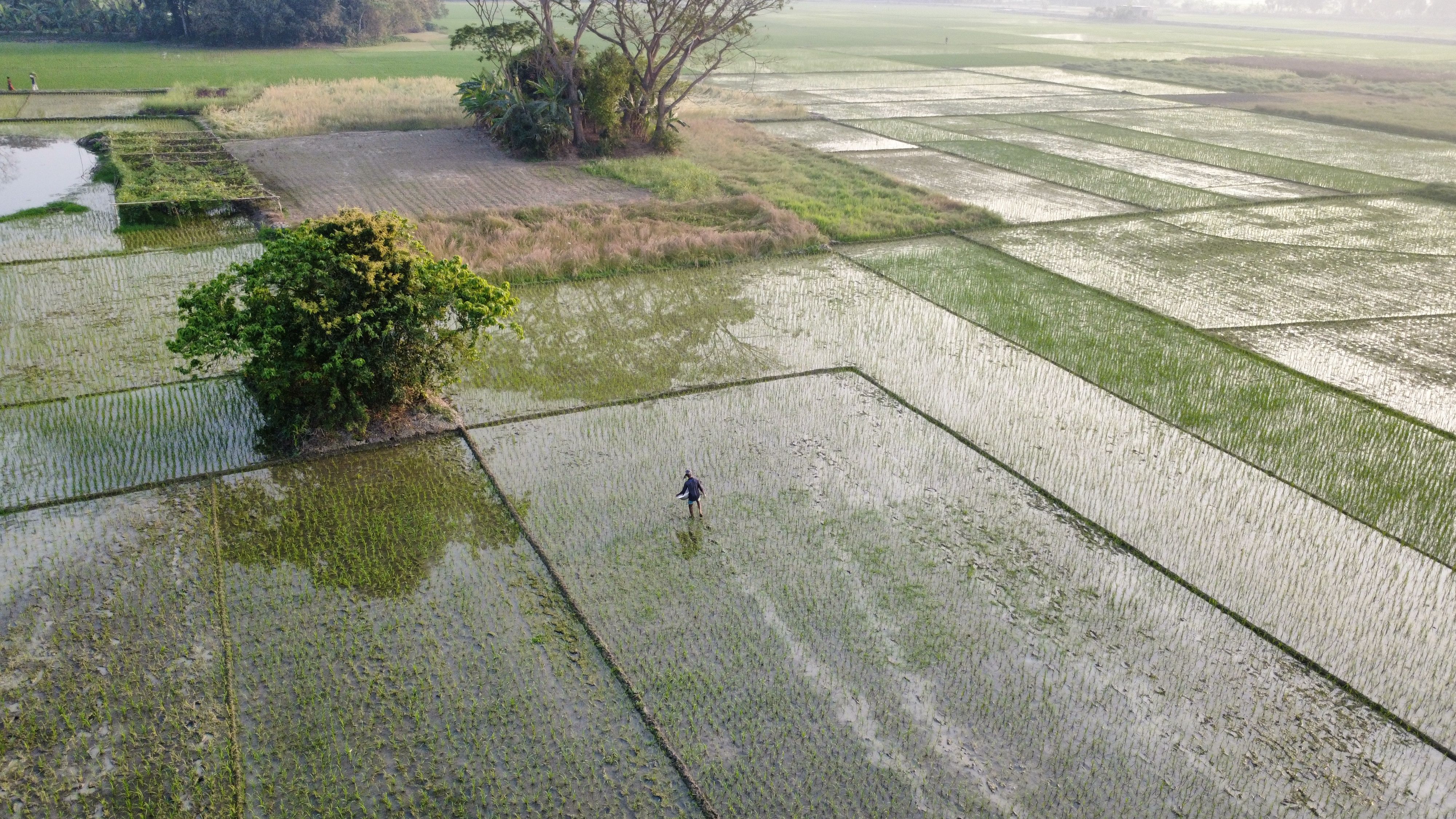 Rice field viewed from above