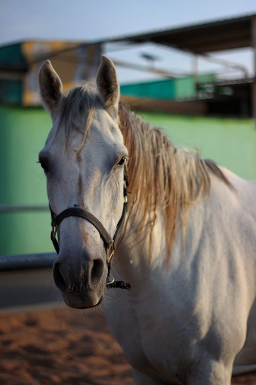 Free A detailed front view of a white horse wearing a bridle, standing in an outdoor stable. Stock Photo