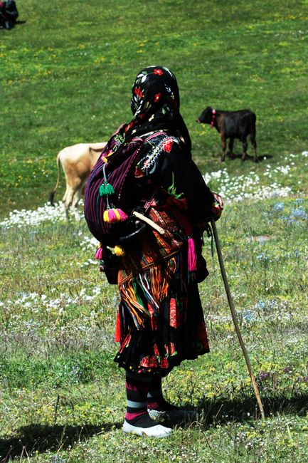 A colorful traditional shepherd watches over cows in a lush summer meadow.