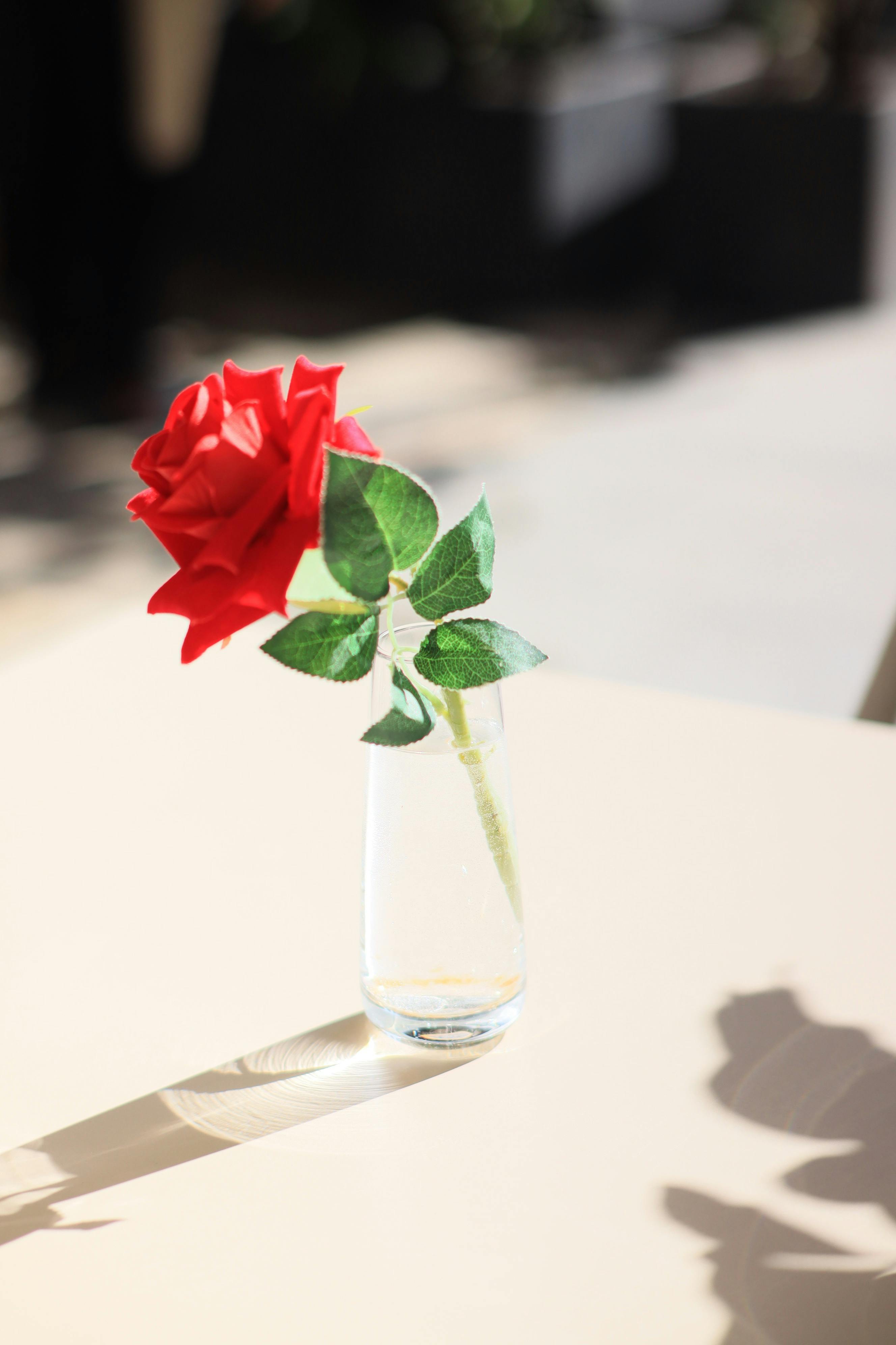 Δωρεάν Ένα έντονο κόκκινο τριαντάφυλλο σε ένα διαφανές γυάλινο βάζο αιχμαλωτίζει το φως του ήλιου σε ένα μινιμαλιστικό σερβίρισμα τραπεζιού. Φωτογραφία από στοκ φωτογραφιών
