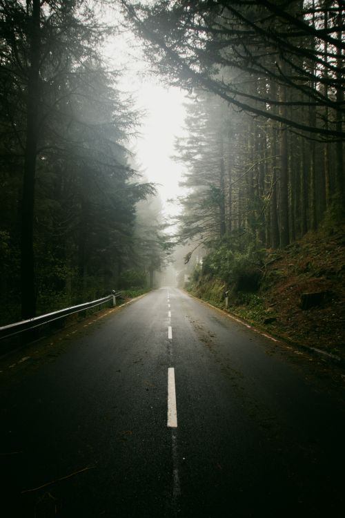 Free A tranquil misty road through a dense forest in Madeira, perfect for serene travel inspiration. Stock Photo