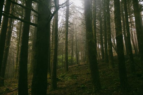Free Serene misty forest in Madeira showcasing towering trees on a foggy day. Stock Photo