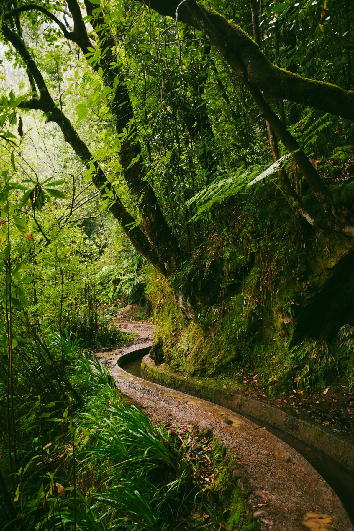 Potecă de-a lungul unei levade prin pădurea verde din Madeira