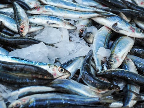 Close-up of fresh sardines on ice at a seafood market, highlighting freshness and quality.