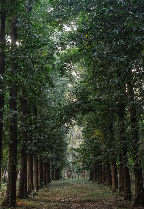 Free A tranquil walkway through lush greenery and towering trees in a vibrant forest. Stock Photo