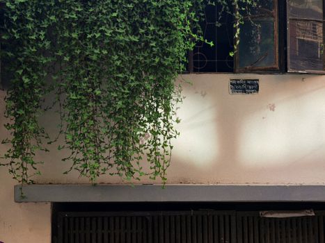 Lush green vines cascading from a window on a city building facade, creating a serene urban greenery vibe.
