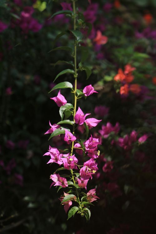 Free Vibrant pink bougainvillea flowers blooming in a sunlit garden with lush greenery. Stock Photo