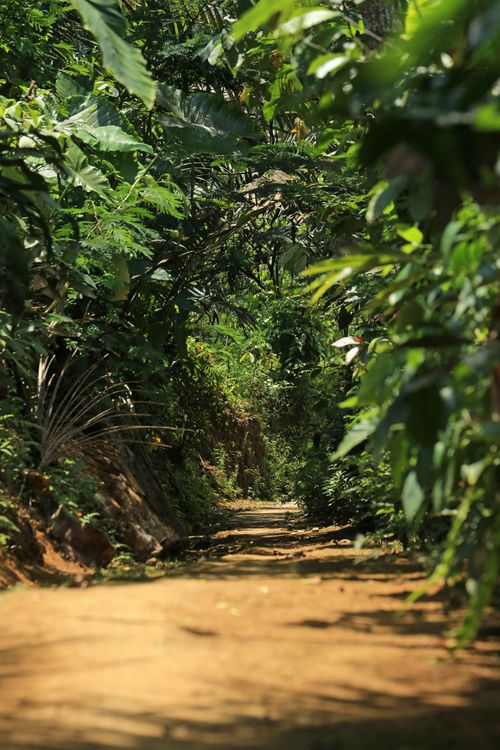Free A serene dirt path carved through dense, lush tropical vegetation on a sunny day. Stock Photo