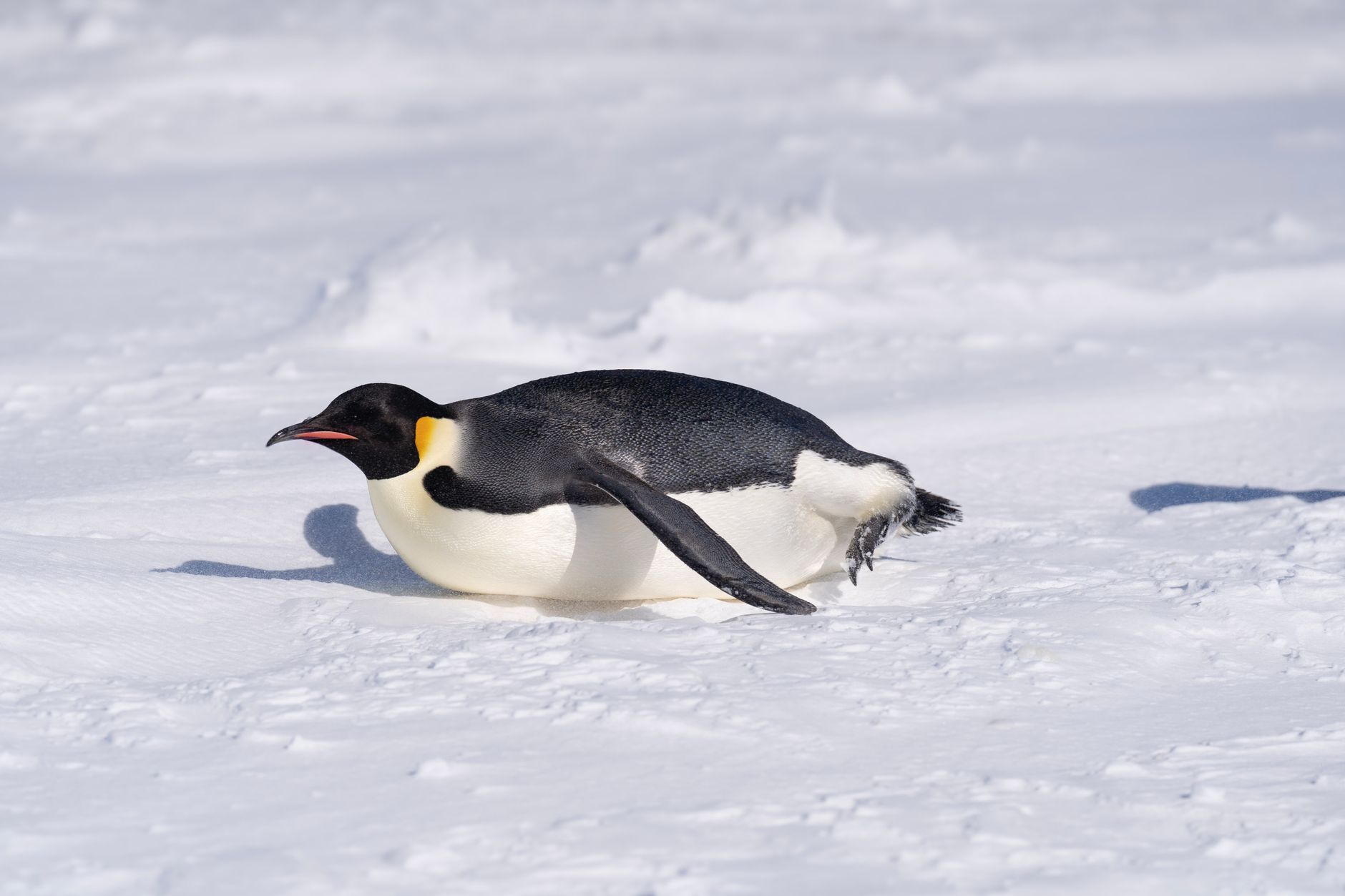 Antarctica, Antarctica
