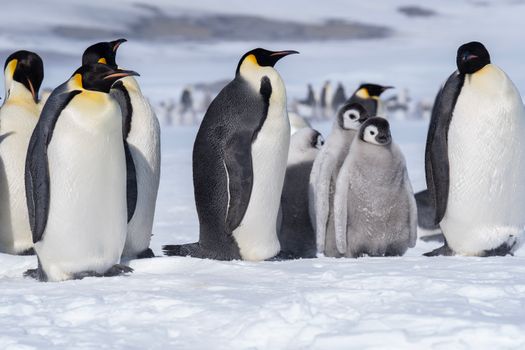 penguin photo