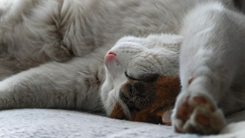 Free Close-up of a calico cat sleeping peacefully, showcasing relaxed and cozy vibes. Stock Photo