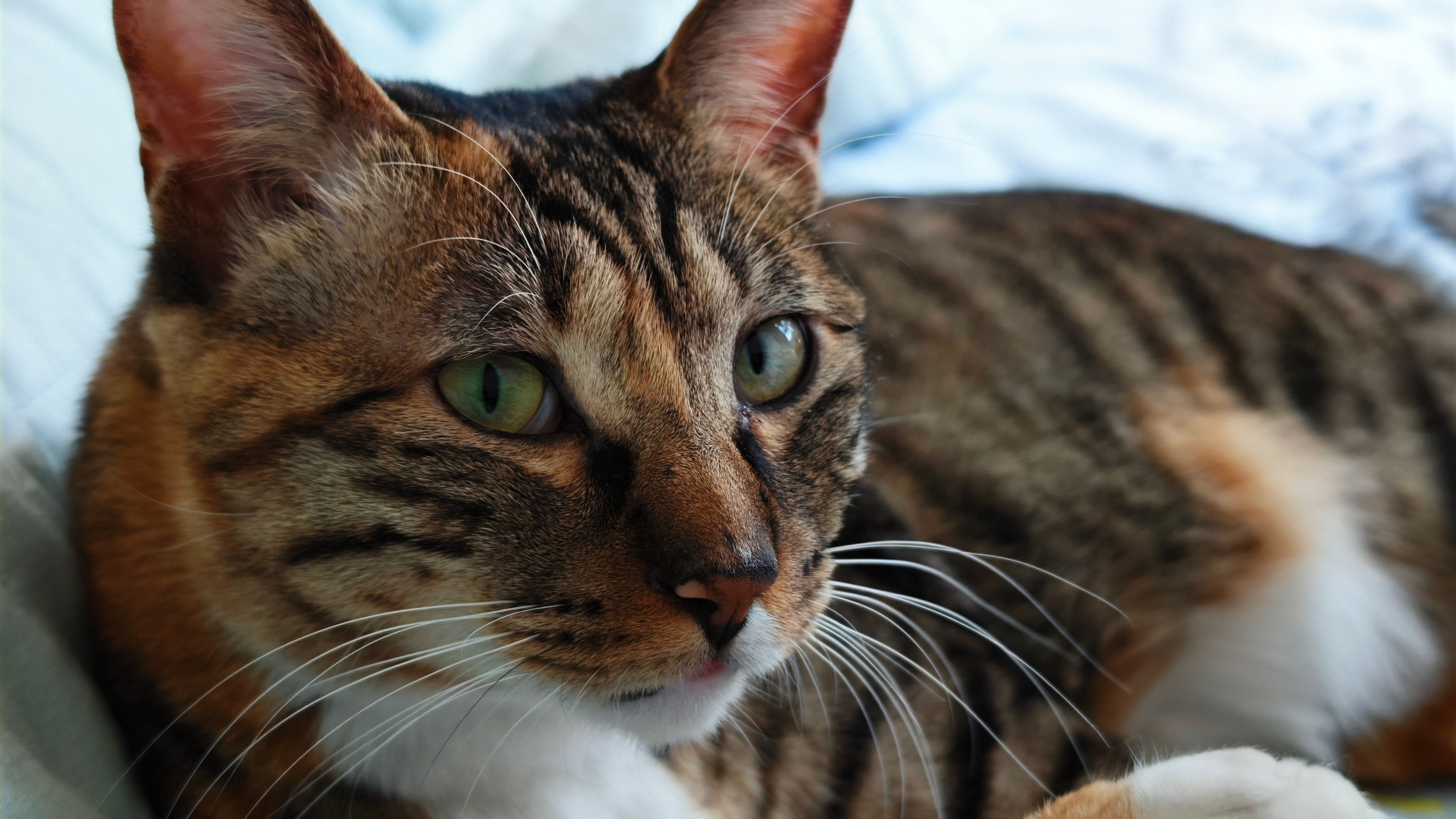 Close-up Portrait of Relaxed Tabby Cat Indoors · Free Stock Photo