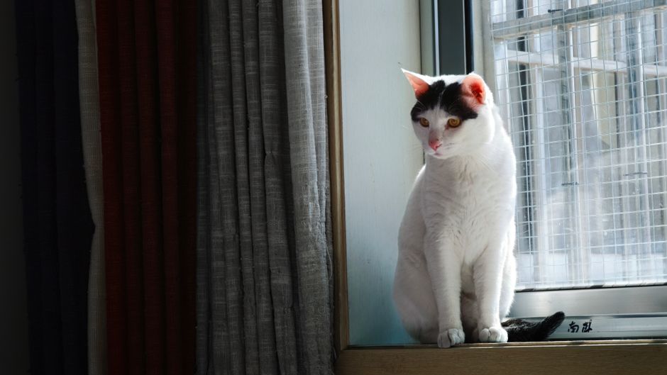 A calm white cat with black ears sits on a windowsill inside, gazing outside.