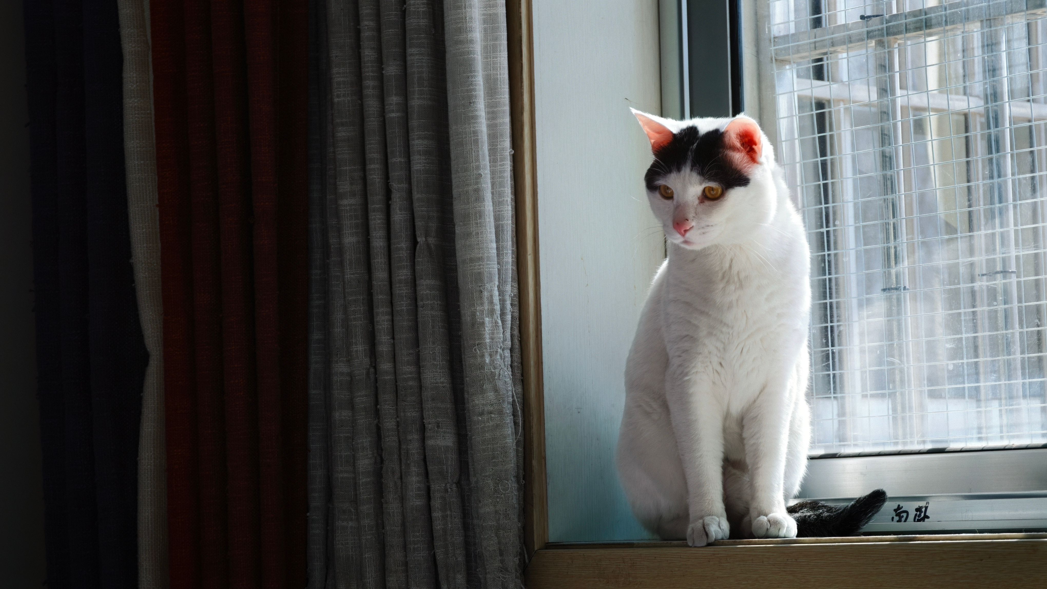 White and Black Cat Sitting on a Windowsill · Free Stock Photo