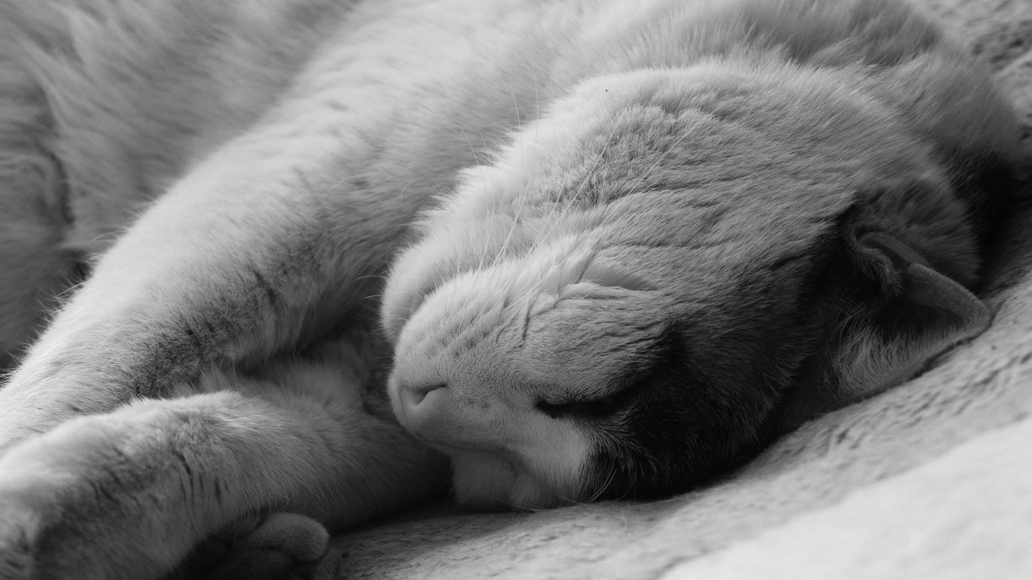 pet care, pet health, pet safety, pet grooming — Photo by hao cheng on Pexels