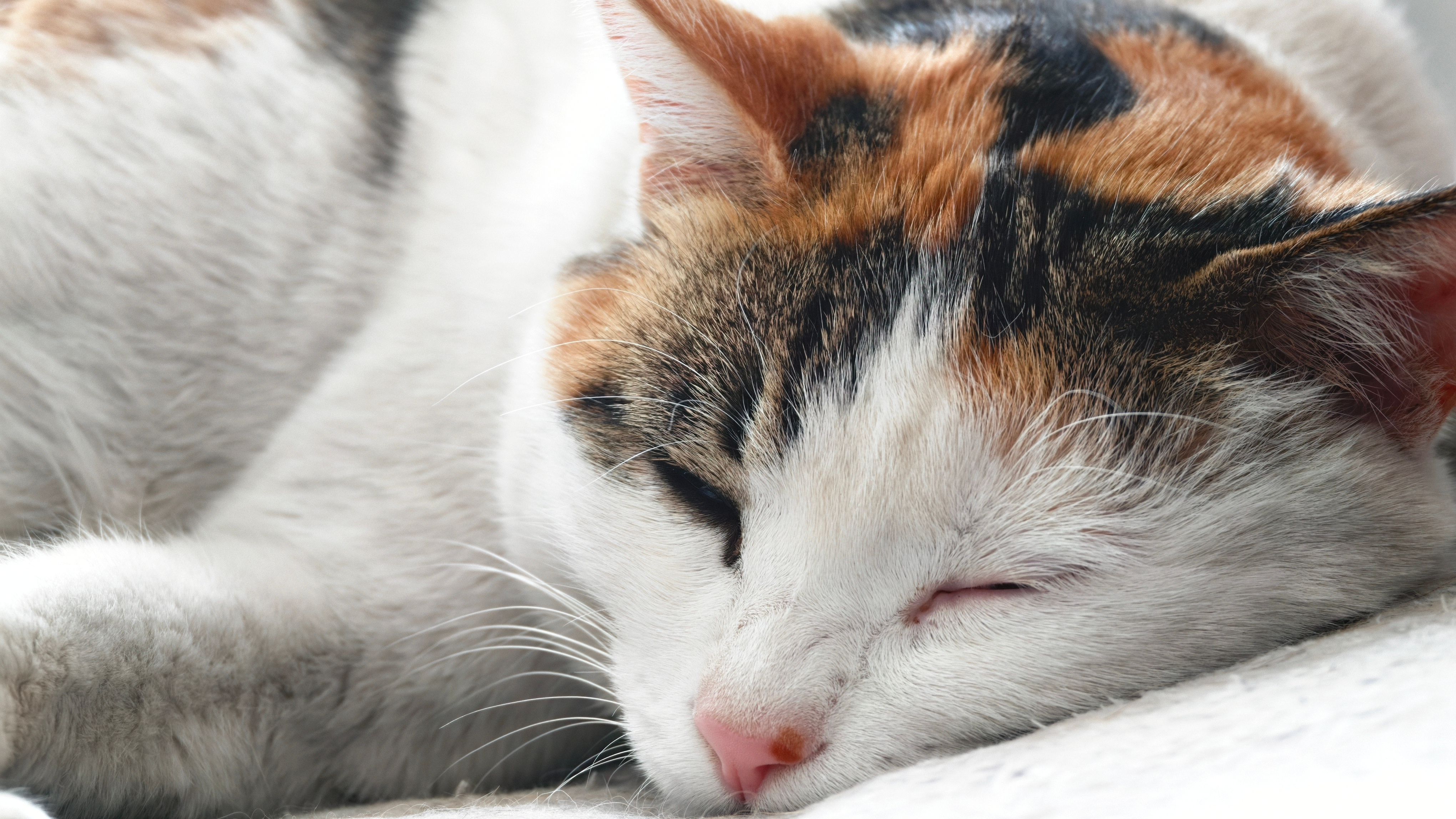 Calico Cat Sleeping Peacefully Indoors · Free Stock Photo