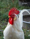 Close-up of a White Rooster Outdoors
