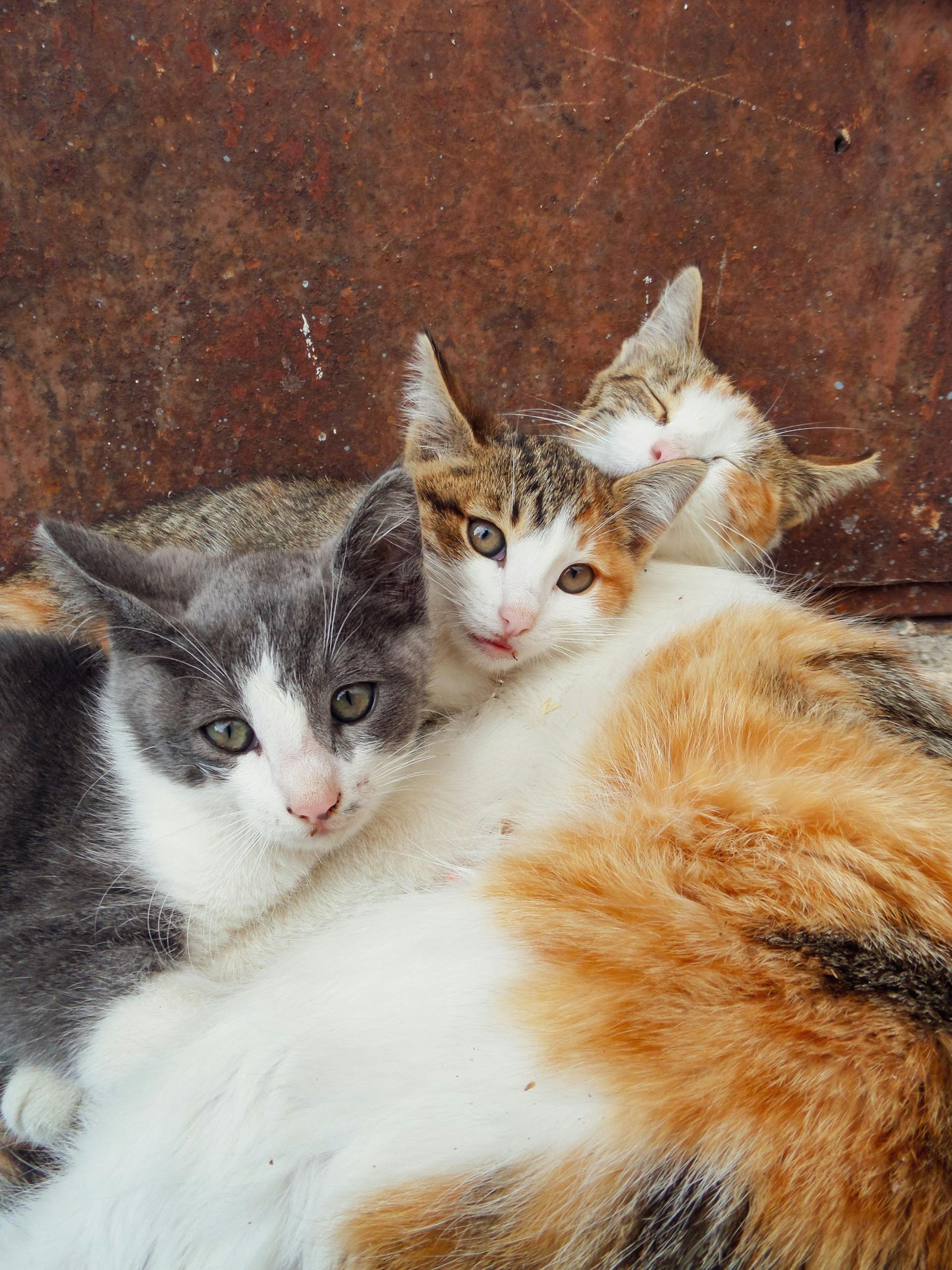 Kucing Comel TerraePawz
