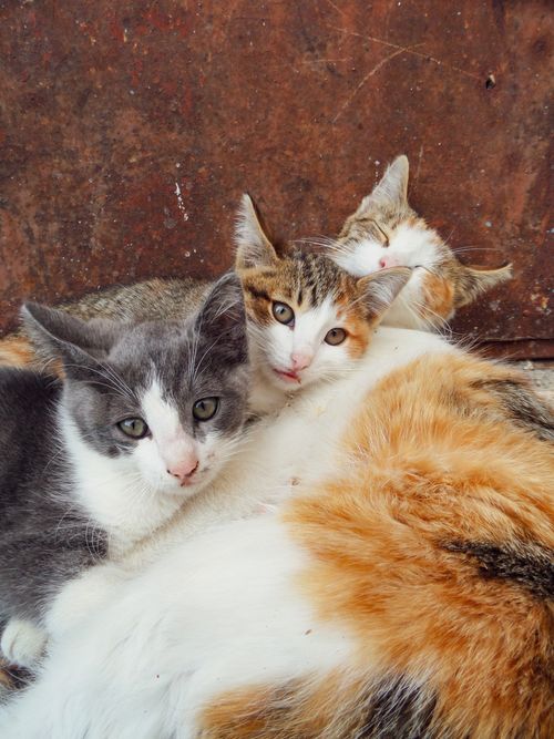 Free A group of cute kittens snuggling on a warm surface, displaying diverse fur patterns. Stock Photo