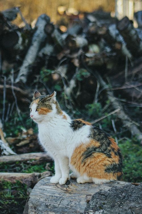 Free A calico cat sits attentively on a woodpile in a forest clearing, exhibiting natural beauty. Stock Photo