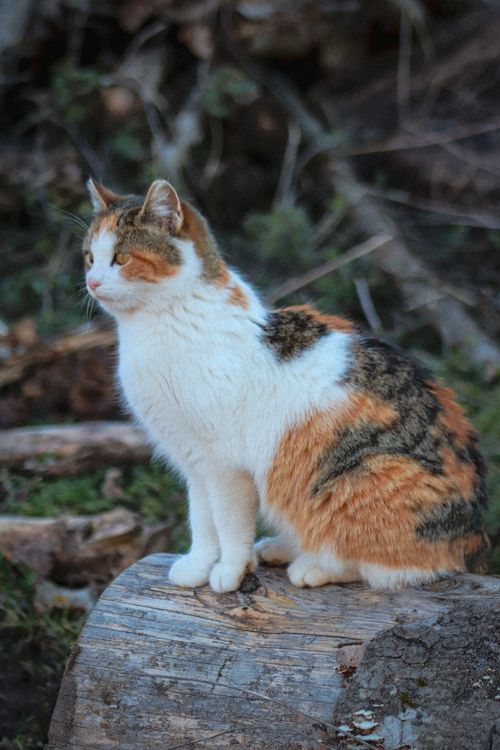 Free A beautiful tricolor cat sitting on a tree stump outdoors, showcasing its natural fur pattern. Stock Photo