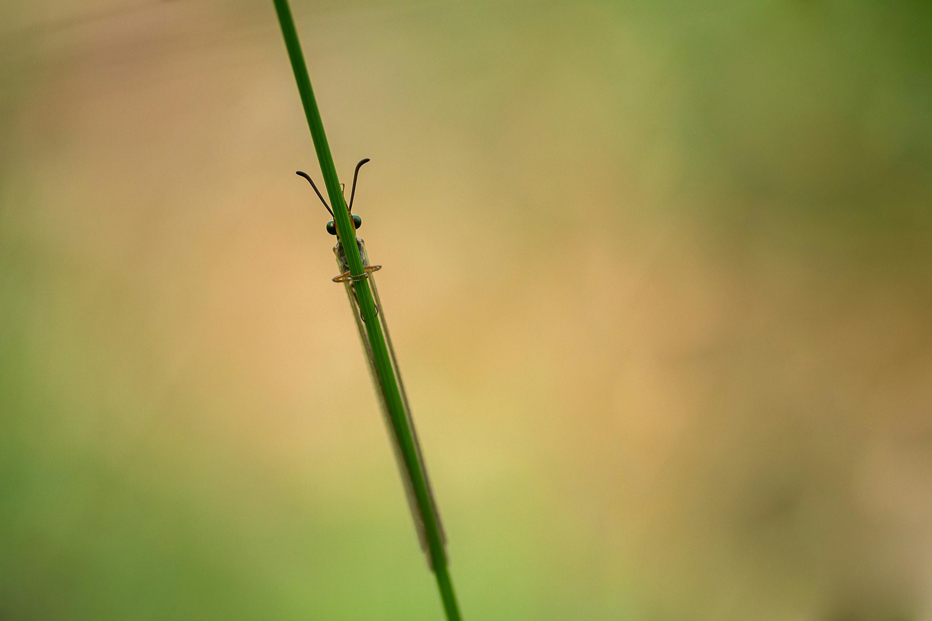 ingyenes Közeli makrókép egy szöcskéről, amely egy zöld fűszálon ücsörög, elmosódott háttérrel. Stockfotó