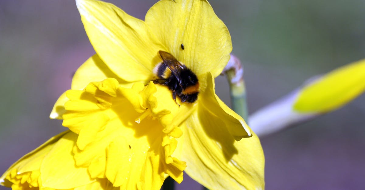 Free stock photo of bee, blossom., city park