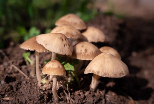 Free A close-up view of a cluster of brown mushrooms growing in natural soil, captured outdoors. Stock Photo