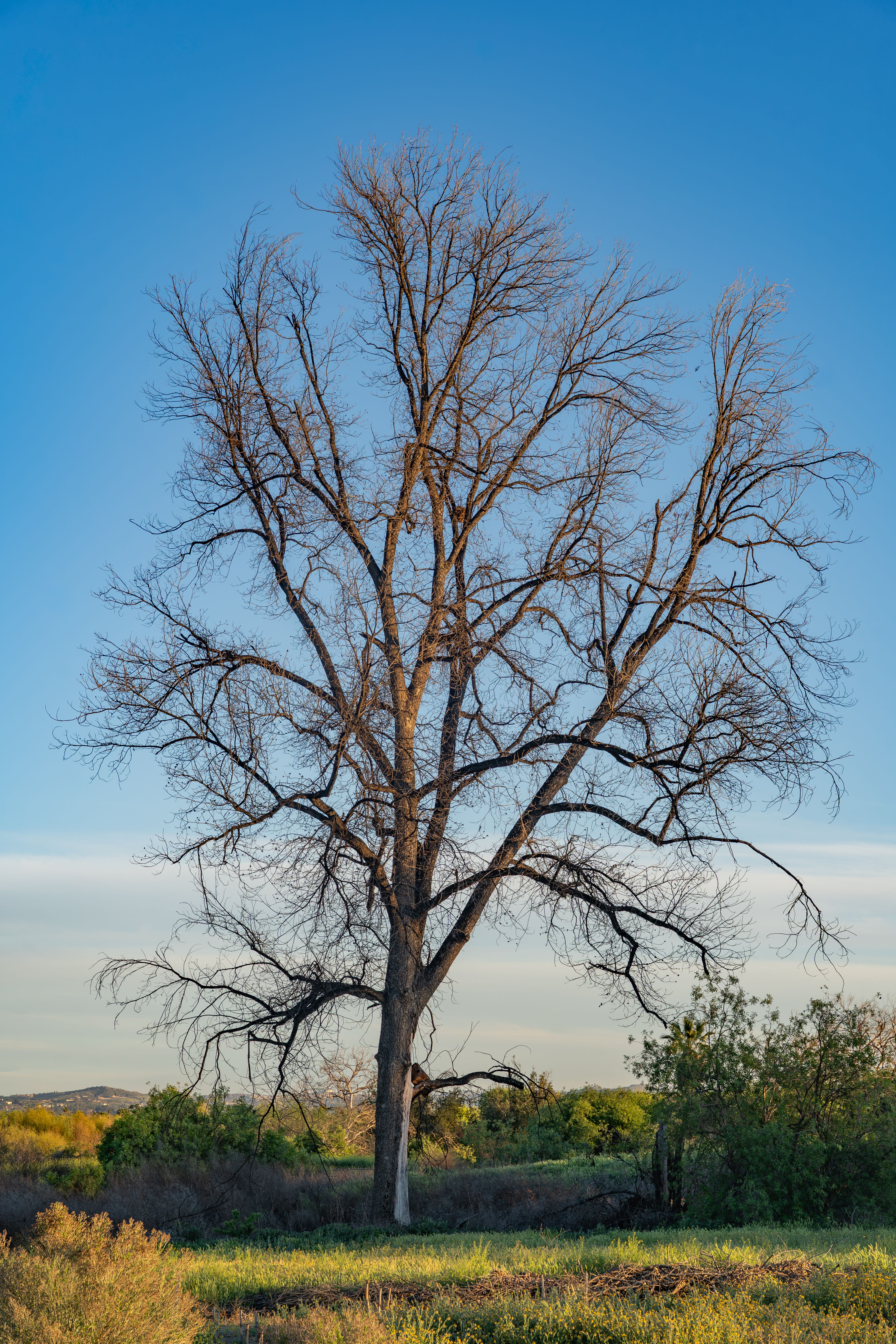 Majestic Tree at Riverside Park in Spring · Free Stock Photo