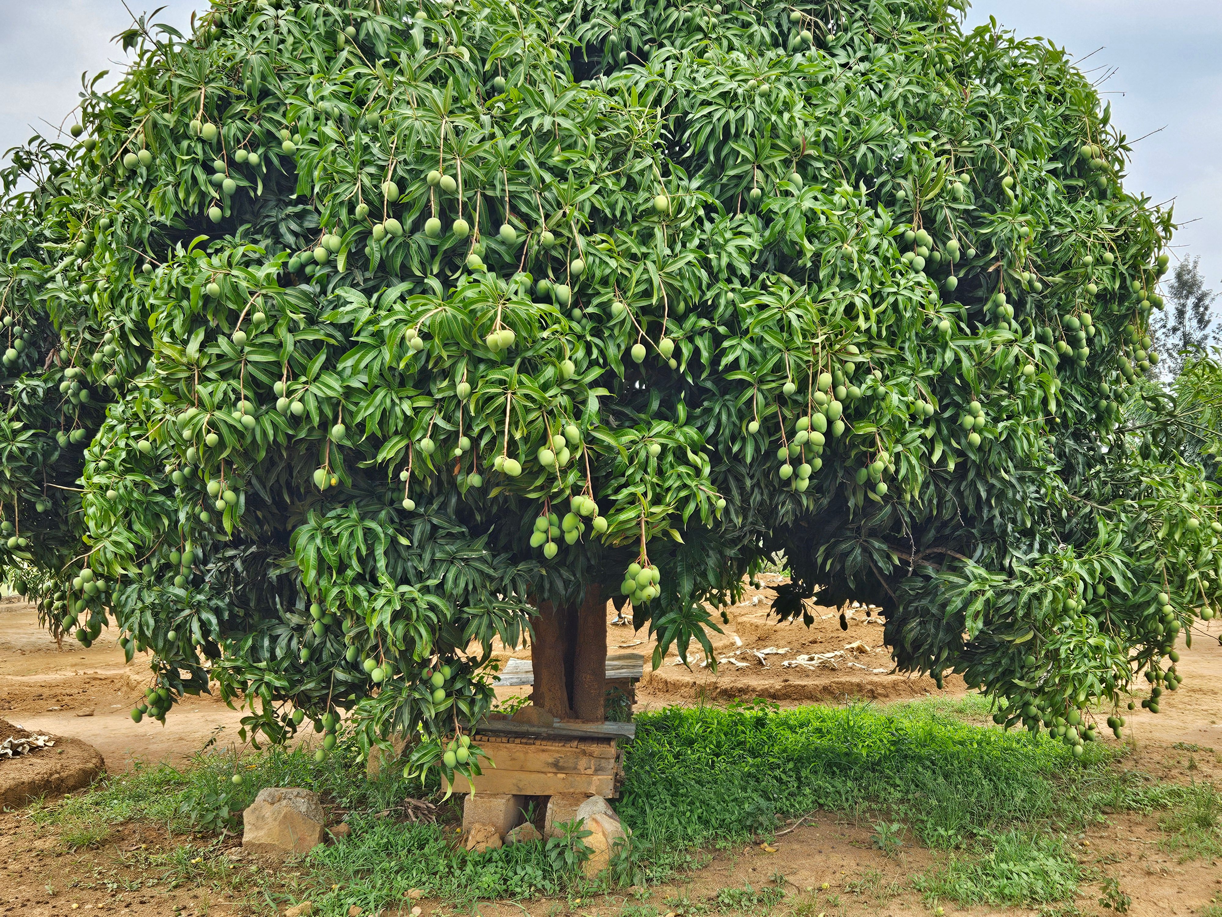 A vibrant mango tree full of unripe fruit in a sunny orchard setting, symbolizing agriculture and growth.