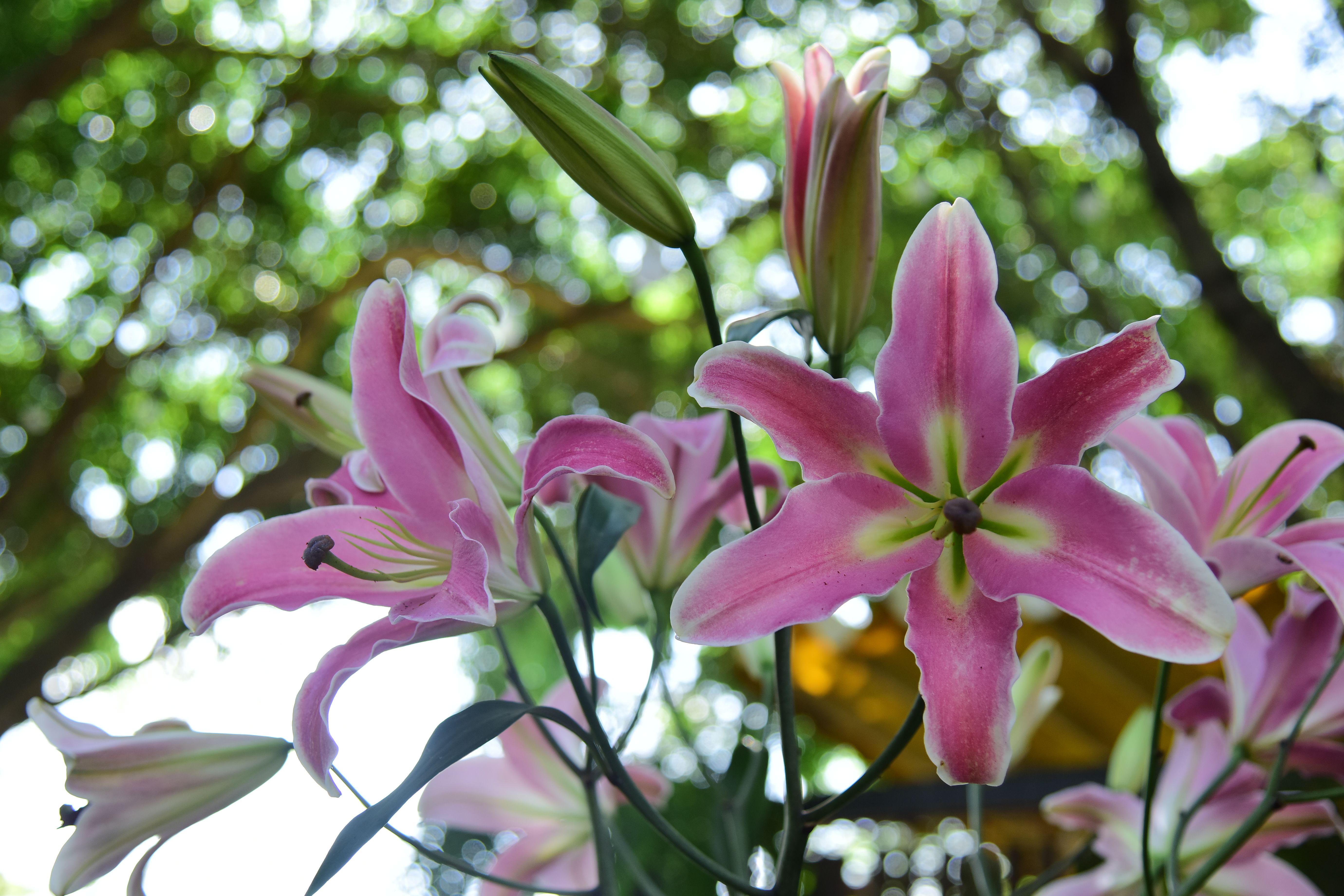 Vibrant Pink Lilies Blooming in Sunlit Garden · Free Stock Photo