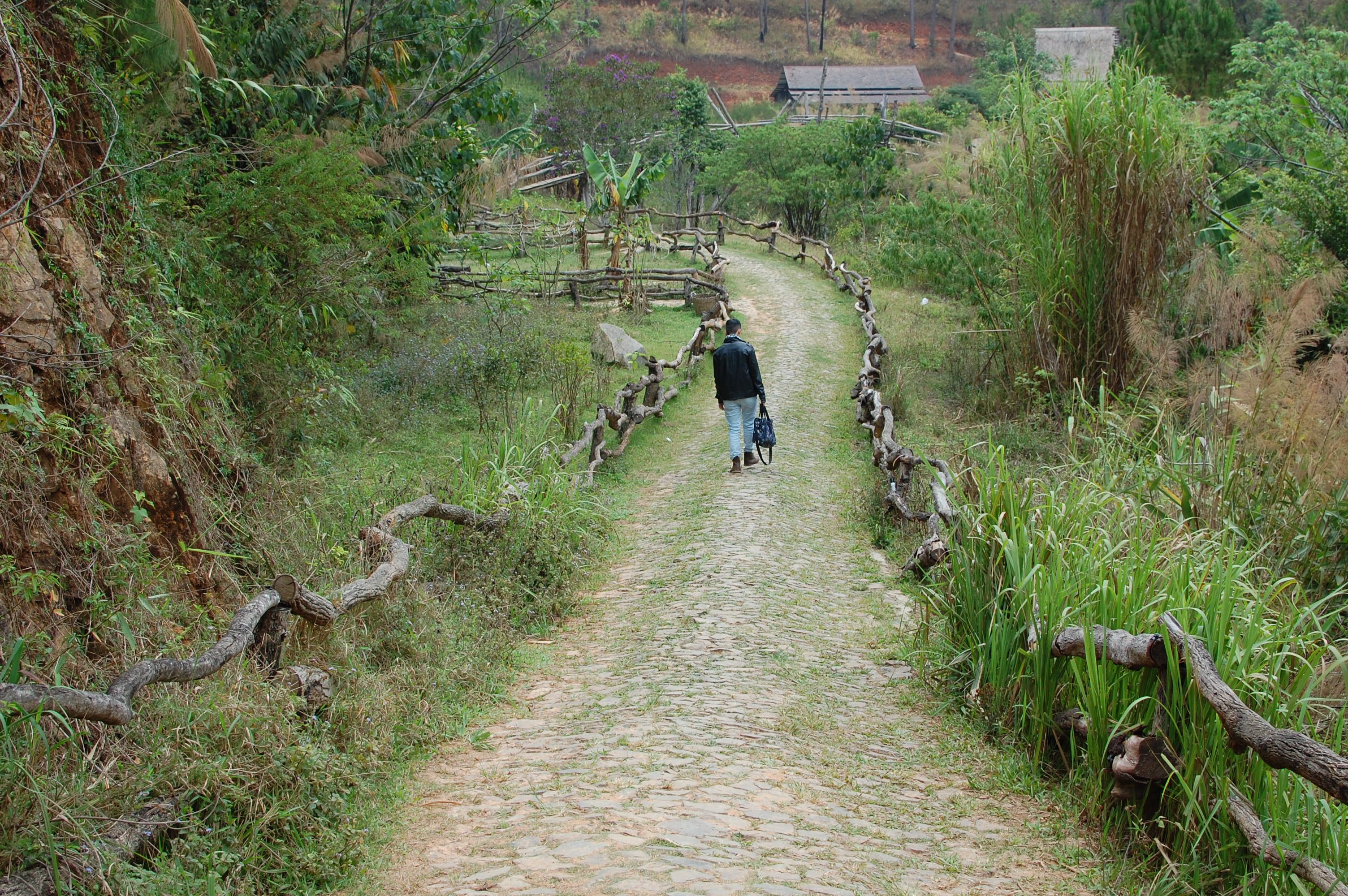 A person walks alone on a cobblestone path surrounded by lush greenery in Vietnam.