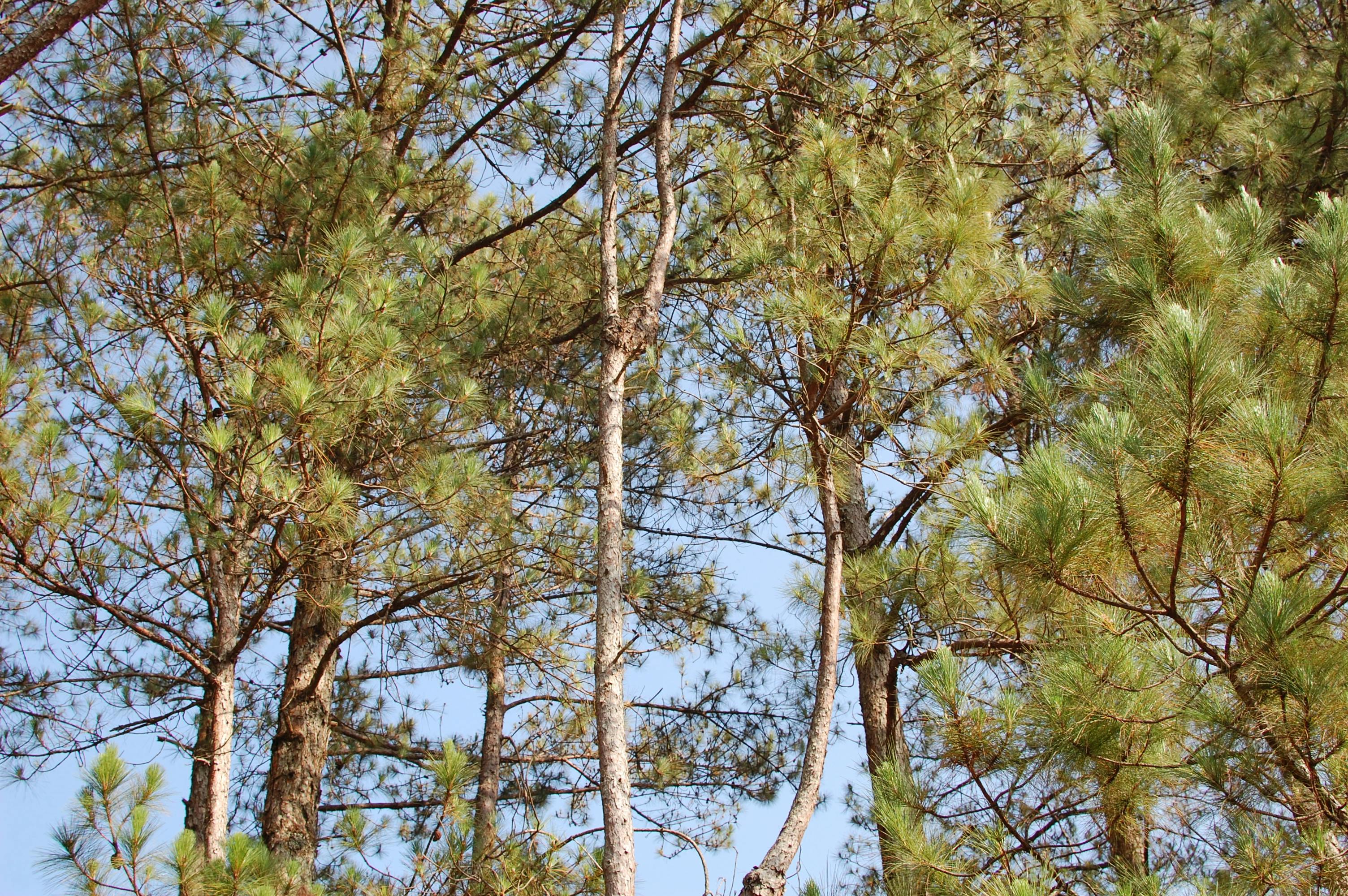 gratis Pijnbomen in Vietnam onder een helderblauwe hemel, perfect voor projecten met een natuurthema. Stockfoto