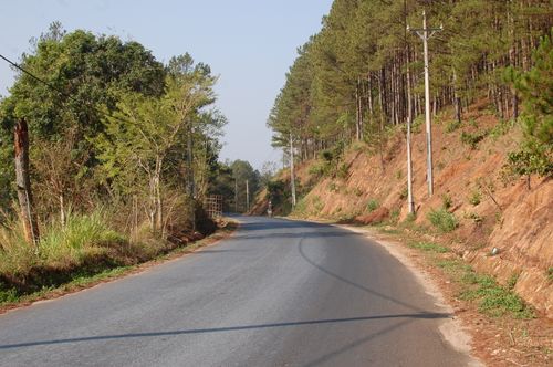 Free Beautiful rural road lined with pine trees in Vietnam, offering a peaceful nature escape. Stock Photo