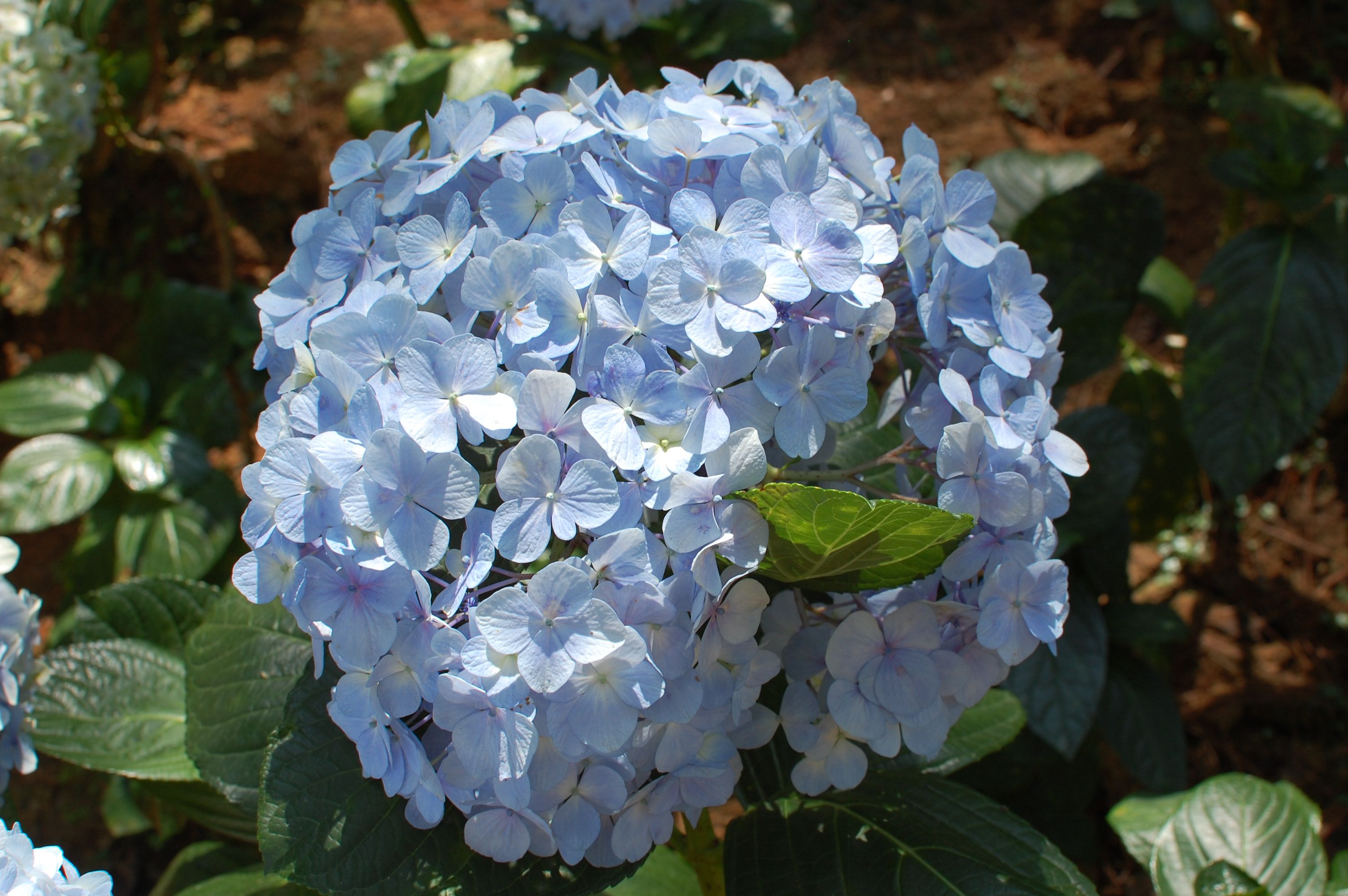 Beautiful Blue Hydrangea in Vietnam Garden · Free Stock Photo