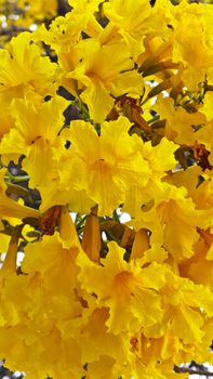 Close-up of blooming yellow Tabebuia flowers capturing the essence of spring in Bengaluru.