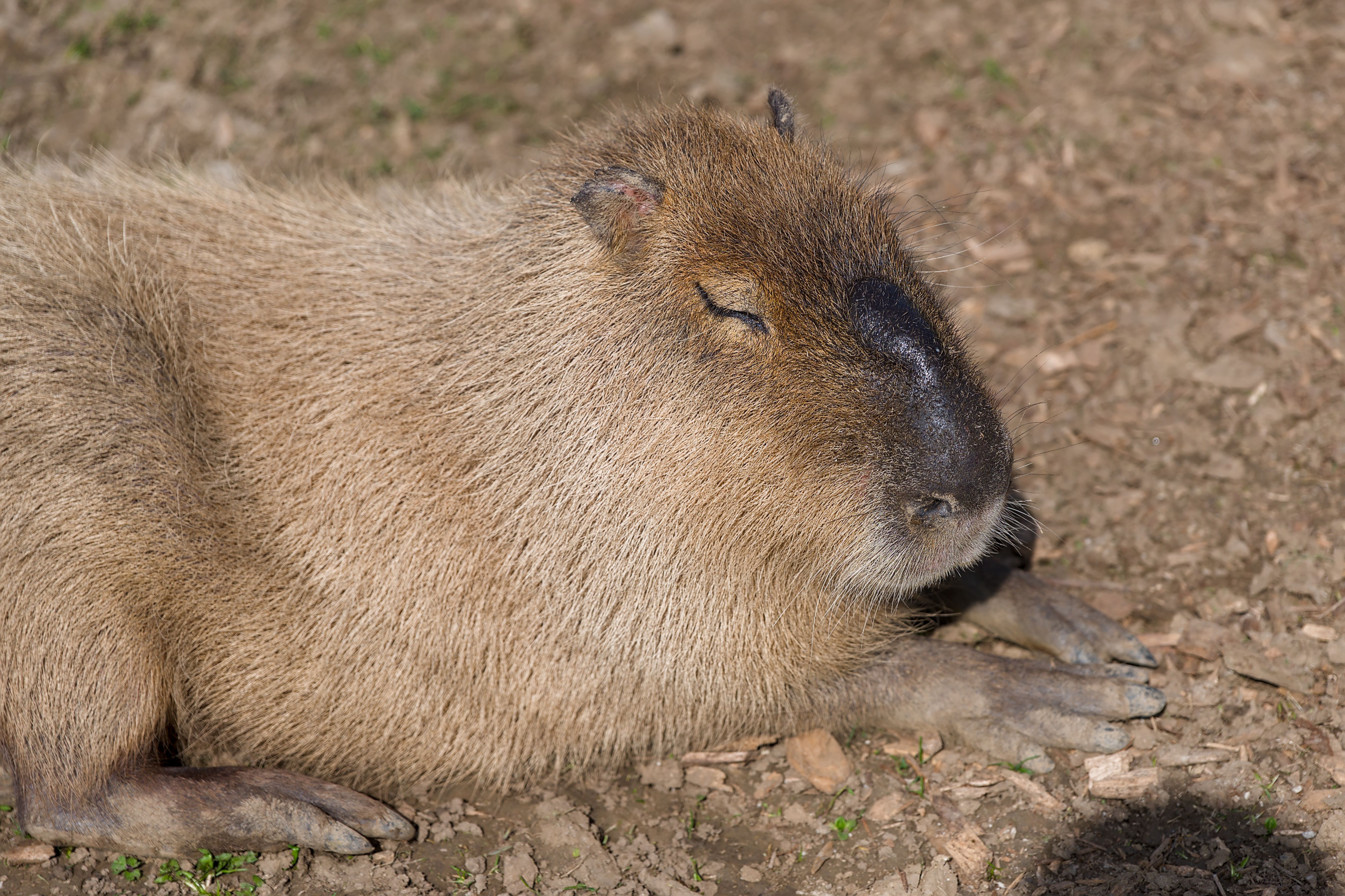 Capybara Sunbathing on the Ground in a Zoo · Free Stock Photo