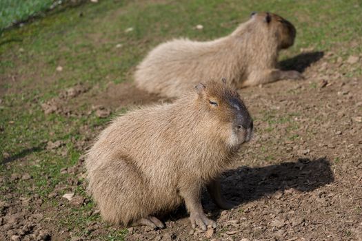 Close-up of two capybaras resting on grass in a Swiss outdoor setting.