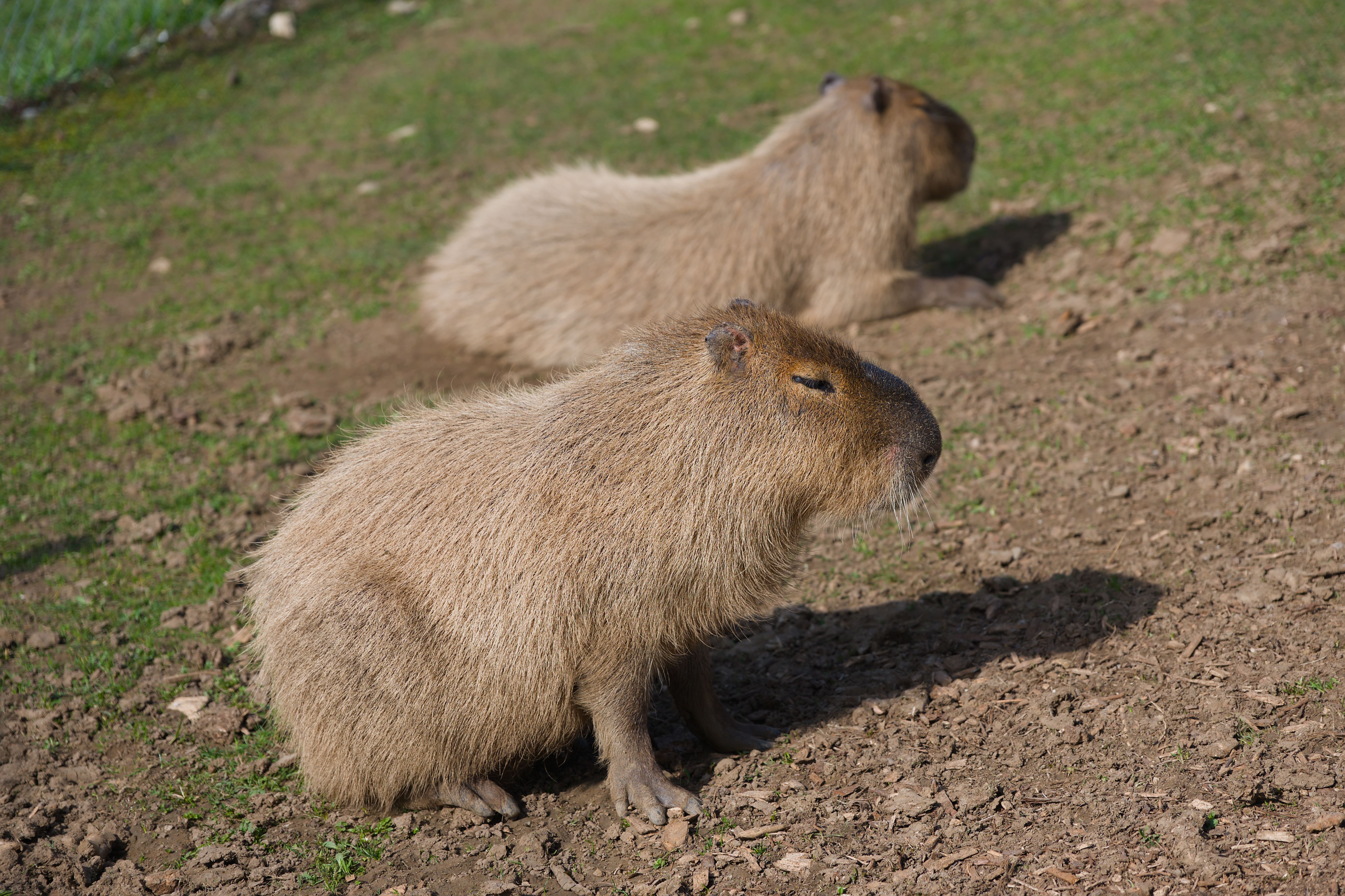 Capybaras resting on grassy field outdoors · Free Stock Photo