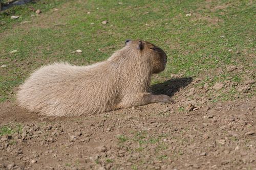 Free A serene capybara enjoying a peaceful moment on sunlit grass, perfect for nature enthusiasts. Stock Photo