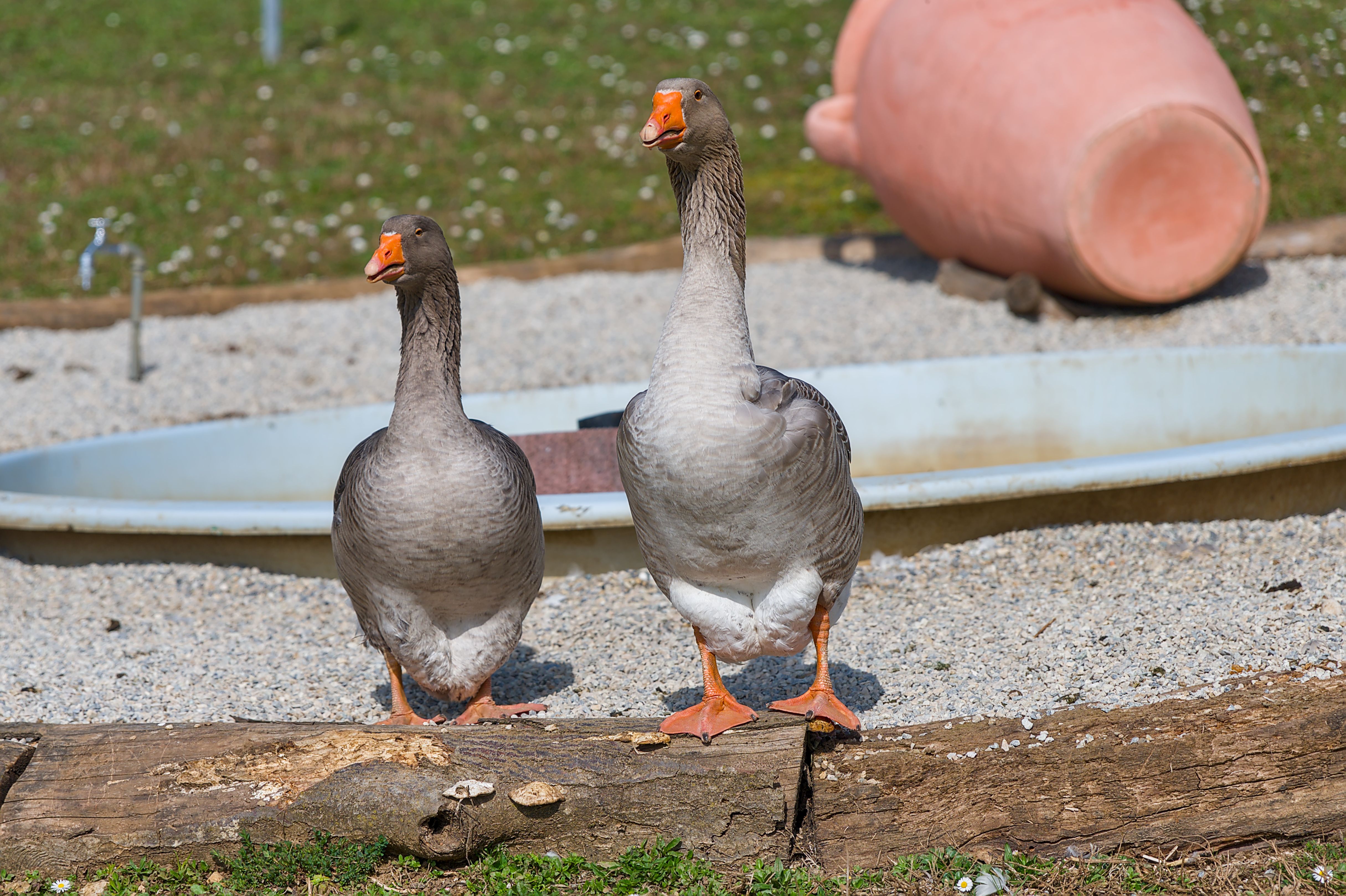 Pair of Geese Standing Outdoors by Log · Free Stock Photo