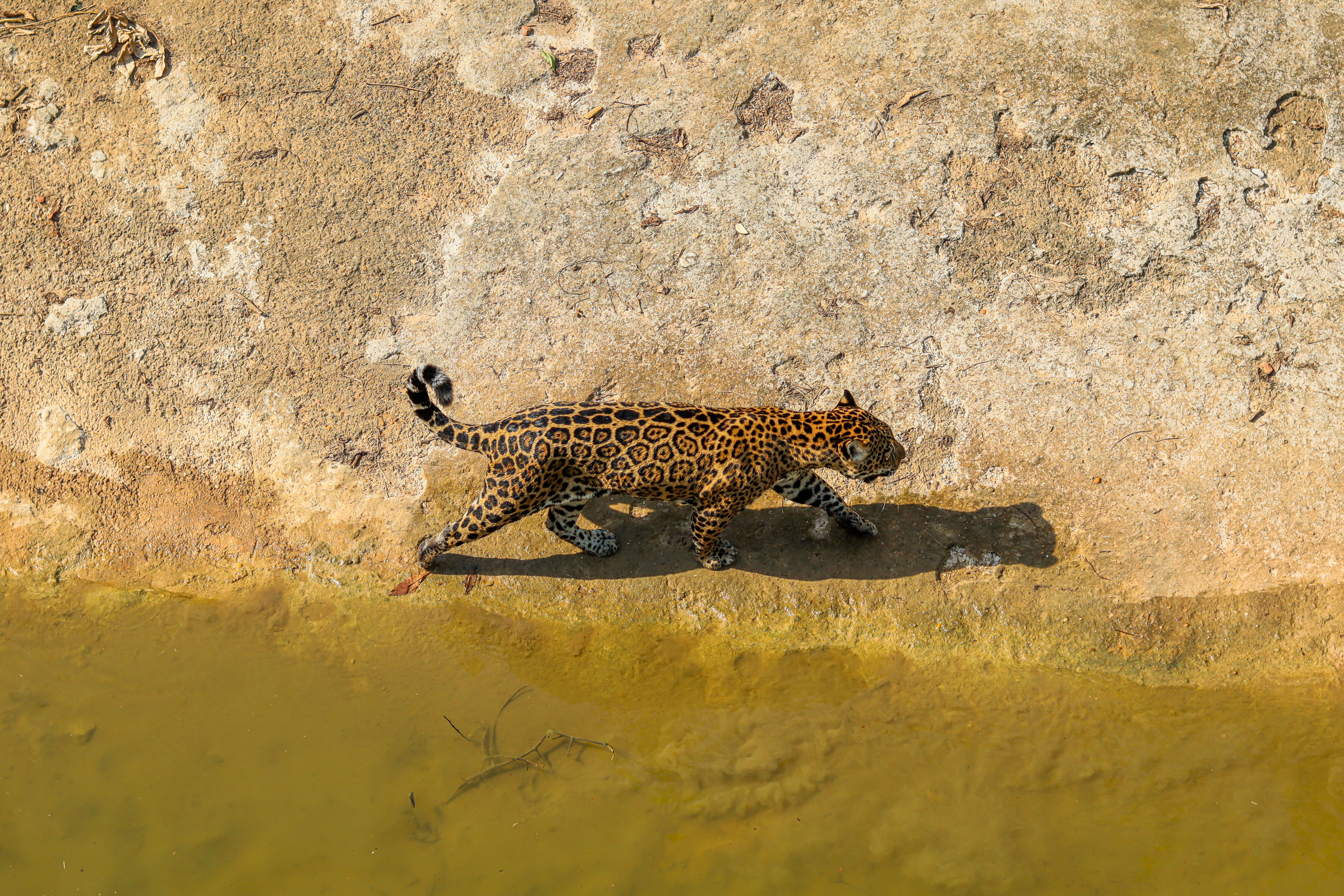 bucaramanga - jaguares — Photo by Italo Guimas on Pexels