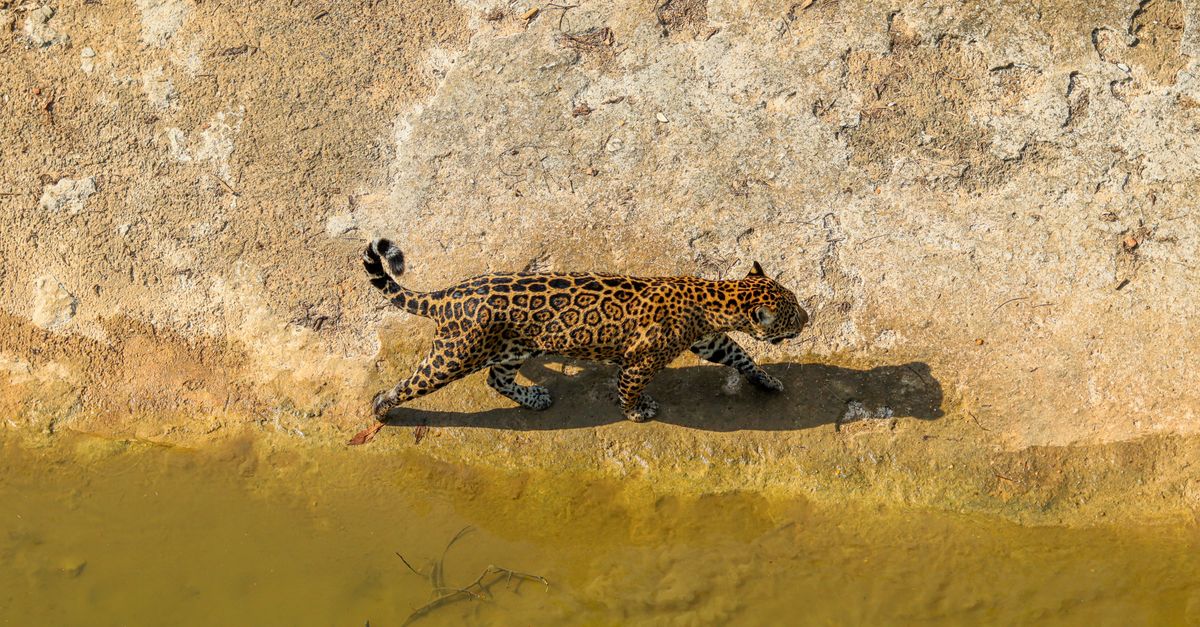 jaguar