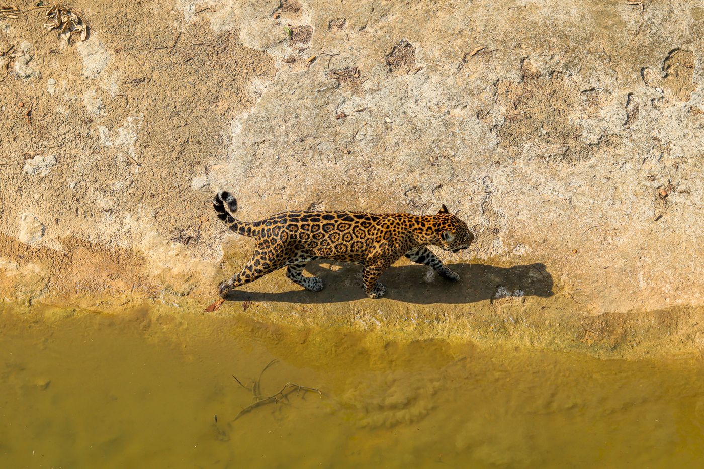 A jaguar walking near the water’s edge on a riverbank in Brazil, seen from above