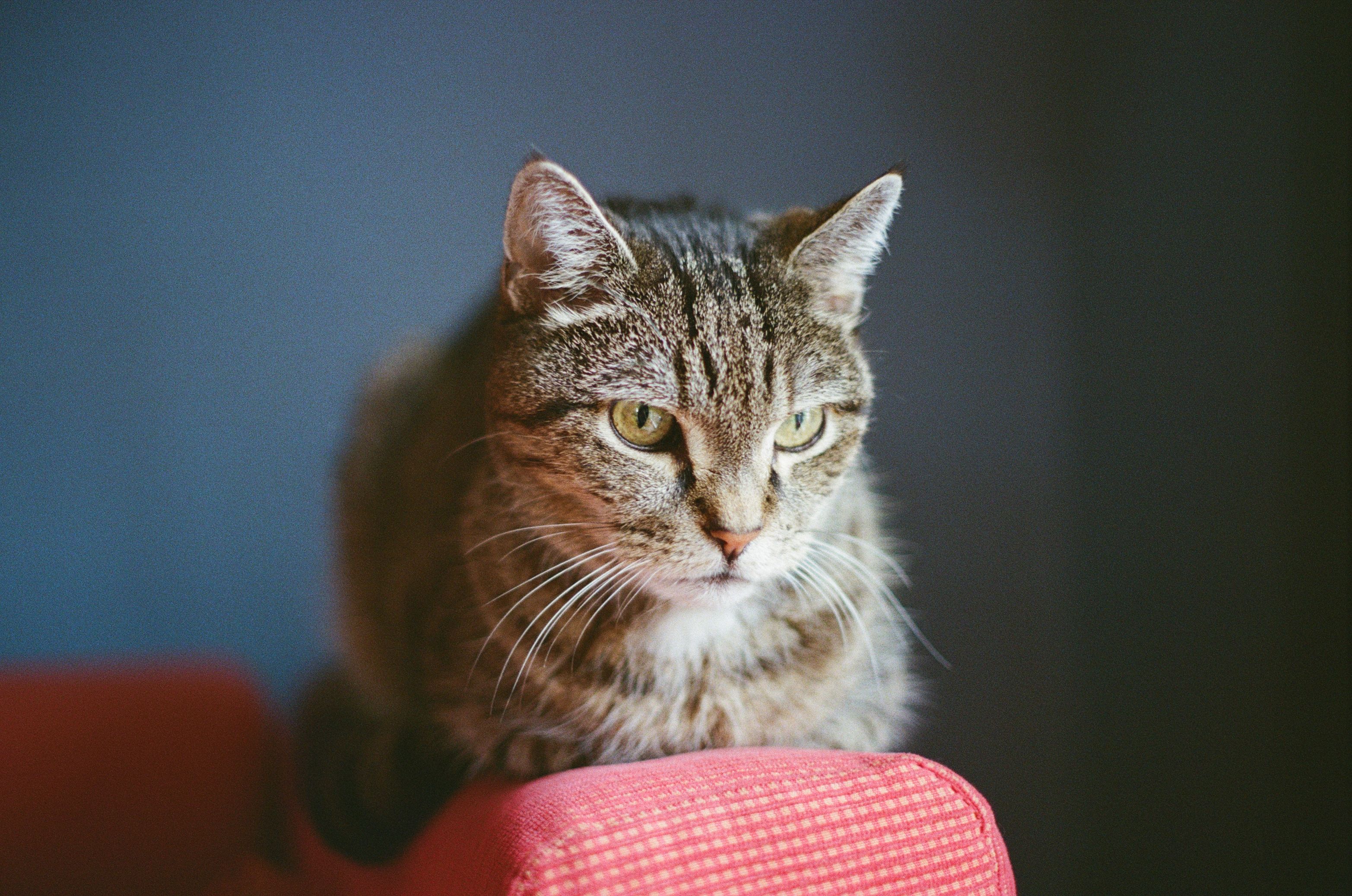 Veterinary care for a cat